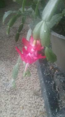 Christmas-Cactus-in-bloom-002